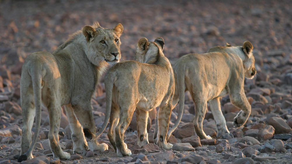 Etendeka Mountain Camp